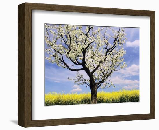 Fruit Tree Blossom and Rape Field in Spring-Markus Lange-Framed Photographic Print