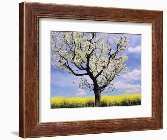 Fruit Tree Blossom and Rape Field in Spring-Markus Lange-Framed Photographic Print