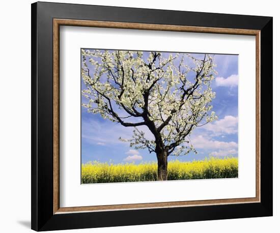 Fruit Tree Blossom and Rape Field in Spring-Markus Lange-Framed Photographic Print