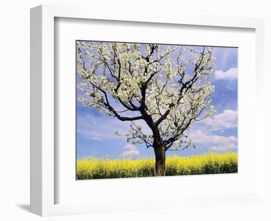 Fruit Tree Blossom and Rape Field in Spring-Markus Lange-Framed Photographic Print