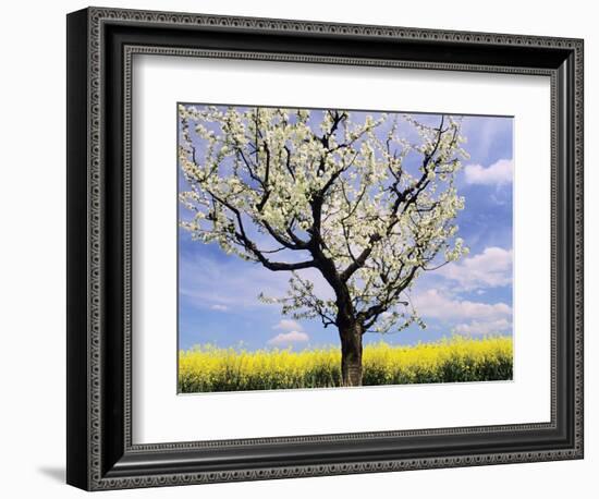 Fruit Tree Blossom and Rape Field in Spring-Markus Lange-Framed Photographic Print