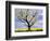 Fruit Tree Blossom and Rape Field in Spring-Markus Lange-Framed Photographic Print