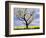 Fruit Tree Blossom and Rape Field in Spring-Markus Lange-Framed Photographic Print