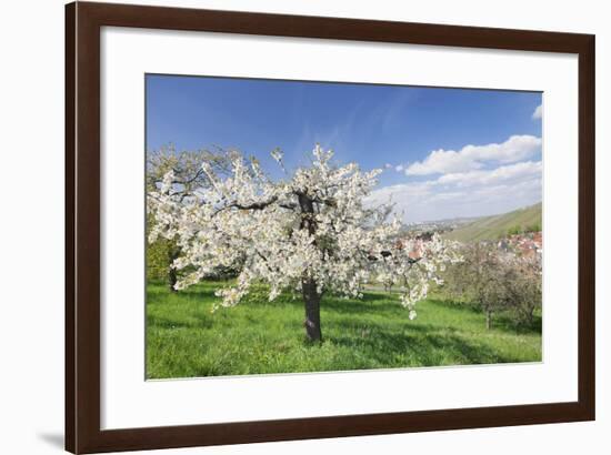 Fruit-Tree Blossom, Strumpfelbach, Baden Wurttemberg, Germany-Markus Lange-Framed Photographic Print