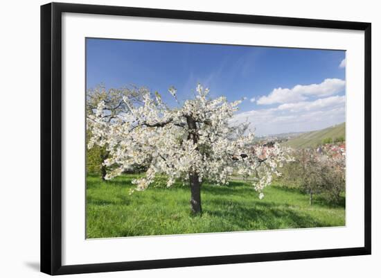 Fruit-Tree Blossom, Strumpfelbach, Baden Wurttemberg, Germany-Markus Lange-Framed Photographic Print