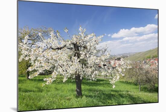 Fruit-Tree Blossom, Strumpfelbach, Baden Wurttemberg, Germany-Markus Lange-Mounted Photographic Print