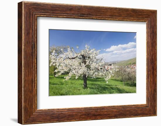 Fruit-Tree Blossom, Strumpfelbach, Baden Wurttemberg, Germany-Markus Lange-Framed Photographic Print