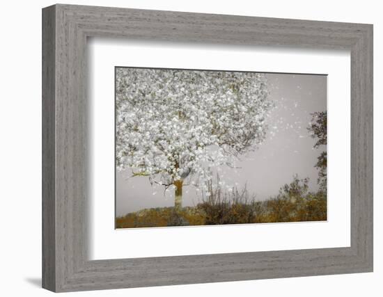 Fruit tree-Nel Talen-Framed Photographic Print
