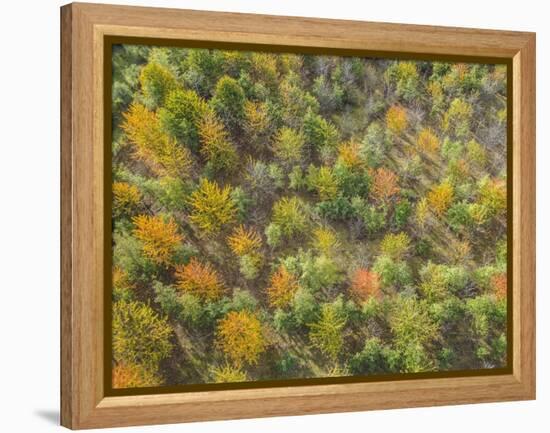 Fruit Trees Grove near Lucardo-Guido Cozzi-Framed Premier Image Canvas