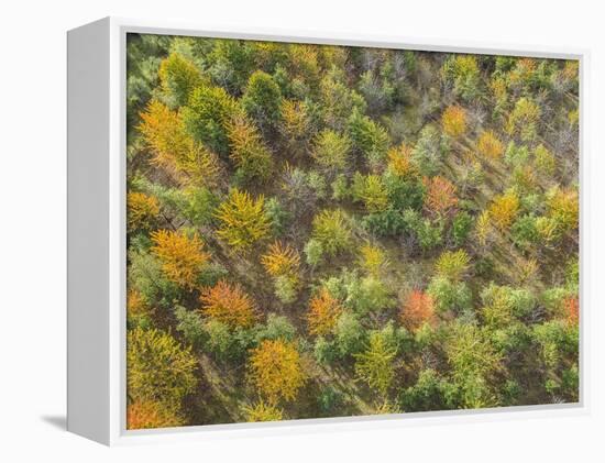 Fruit Trees Grove near Lucardo-Guido Cozzi-Framed Premier Image Canvas