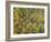 Fruit Trees Grove near Lucardo-Guido Cozzi-Framed Photographic Print