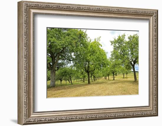 Fruit trees near Merzkirchen, Saargau, Rhineland-Palatinate, Germany, Europe-Hans-Peter Merten-Framed Photographic Print