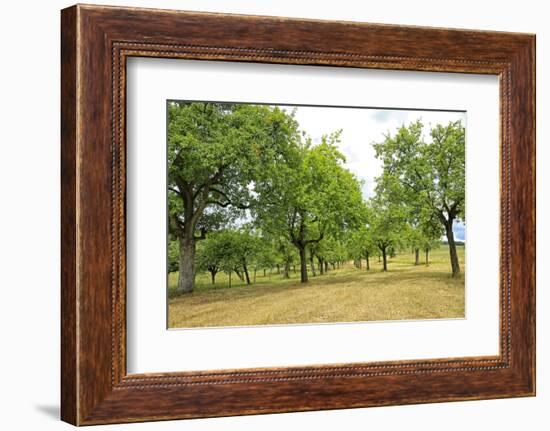 Fruit trees near Merzkirchen, Saargau, Rhineland-Palatinate, Germany, Europe-Hans-Peter Merten-Framed Photographic Print