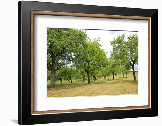 Fruit trees near Merzkirchen, Saargau, Rhineland-Palatinate, Germany, Europe-Hans-Peter Merten-Framed Photographic Print