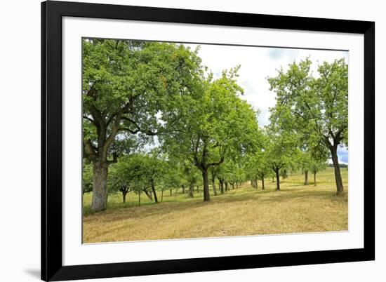 Fruit trees near Merzkirchen, Saargau, Rhineland-Palatinate, Germany, Europe-Hans-Peter Merten-Framed Photographic Print