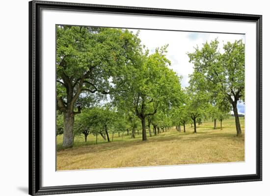 Fruit trees near Merzkirchen, Saargau, Rhineland-Palatinate, Germany, Europe-Hans-Peter Merten-Framed Photographic Print