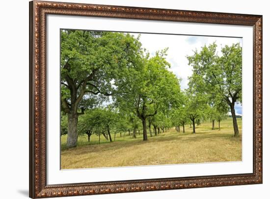 Fruit trees near Merzkirchen, Saargau, Rhineland-Palatinate, Germany, Europe-Hans-Peter Merten-Framed Photographic Print