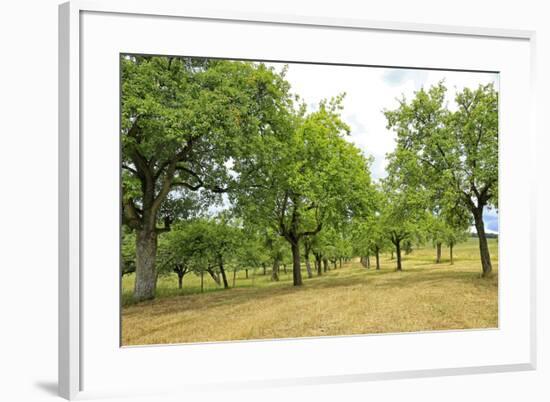 Fruit trees near Merzkirchen, Saargau, Rhineland-Palatinate, Germany, Europe-Hans-Peter Merten-Framed Photographic Print