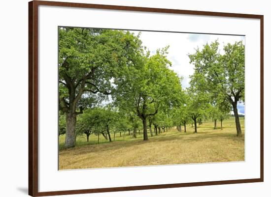 Fruit trees near Merzkirchen, Saargau, Rhineland-Palatinate, Germany, Europe-Hans-Peter Merten-Framed Photographic Print