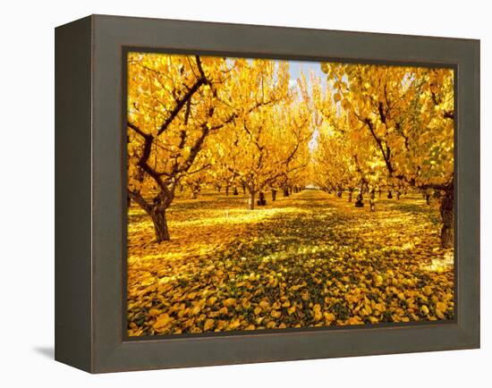 Fruit Trees Shed their Leaves after Harvest in Washington's Yakima Valley, Washington, Usa-Richard Duval-Framed Premier Image Canvas