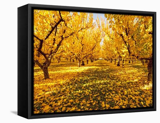 Fruit Trees Shed their Leaves after Harvest in Washington's Yakima Valley, Washington, Usa-Richard Duval-Framed Premier Image Canvas