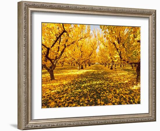 Fruit Trees Shed their Leaves after Harvest in Washington's Yakima Valley, Washington, Usa-Richard Duval-Framed Photographic Print