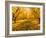 Fruit Trees Shed their Leaves after Harvest in Washington's Yakima Valley, Washington, Usa-Richard Duval-Framed Photographic Print