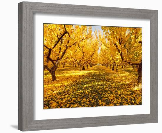 Fruit Trees Shed their Leaves after Harvest in Washington's Yakima Valley, Washington, Usa-Richard Duval-Framed Photographic Print