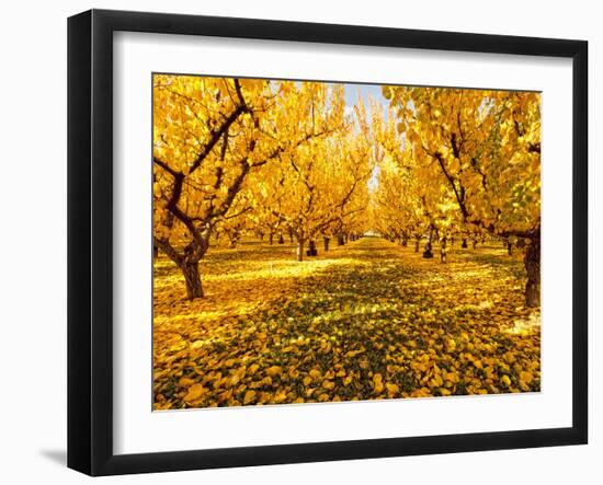 Fruit Trees Shed their Leaves after Harvest in Washington's Yakima Valley, Washington, Usa-Richard Duval-Framed Photographic Print