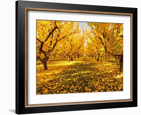 Fruit Trees Shed their Leaves after Harvest in Washington's Yakima Valley, Washington, Usa-Richard Duval-Framed Photographic Print