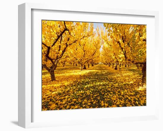 Fruit Trees Shed their Leaves after Harvest in Washington's Yakima Valley, Washington, Usa-Richard Duval-Framed Photographic Print