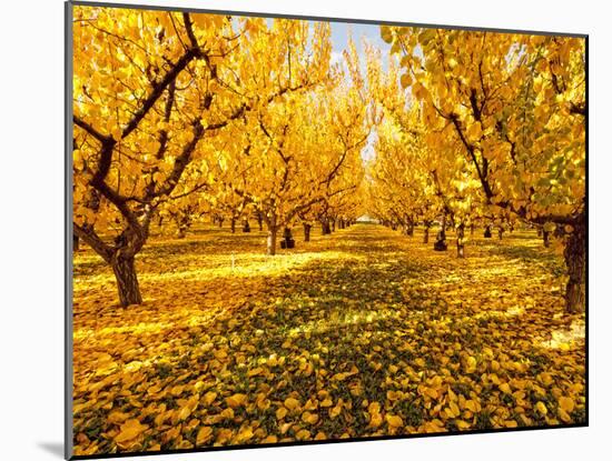 Fruit Trees Shed their Leaves after Harvest in Washington's Yakima Valley, Washington, Usa-Richard Duval-Mounted Photographic Print