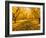 Fruit Trees Shed their Leaves after Harvest in Washington's Yakima Valley, Washington, Usa-Richard Duval-Framed Photographic Print