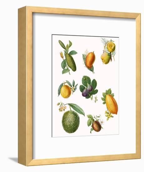 Fruit-English School-Framed Premium Giclee Print