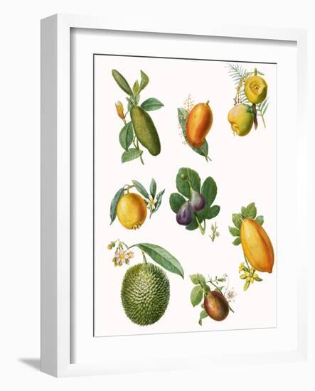 Fruit-English School-Framed Giclee Print
