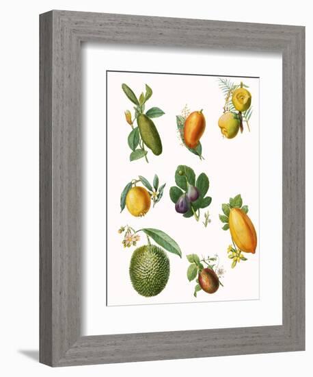 Fruit-English School-Framed Giclee Print