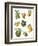 Fruit-English School-Framed Giclee Print