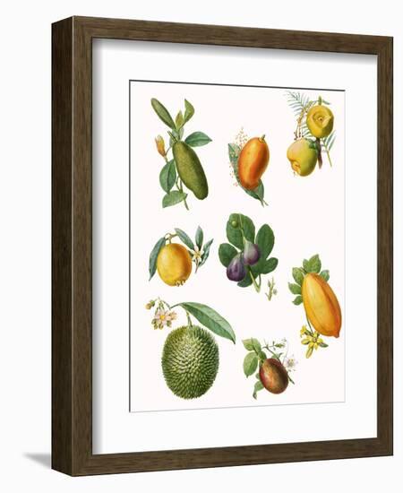 Fruit-English School-Framed Giclee Print