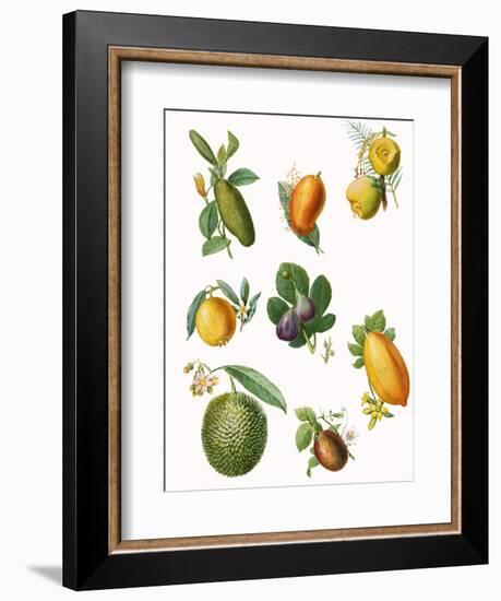 Fruit-English School-Framed Giclee Print