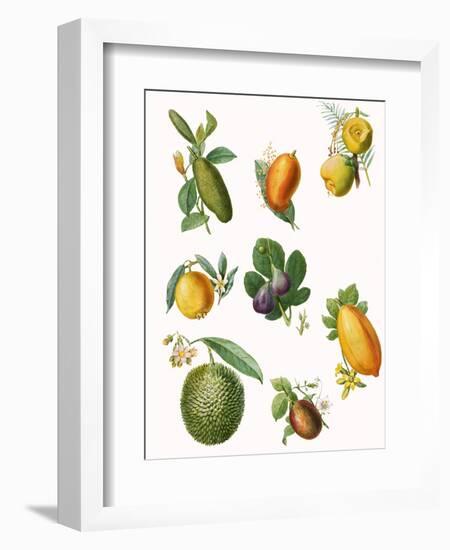 Fruit-English School-Framed Giclee Print