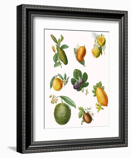 Fruit-English School-Framed Giclee Print