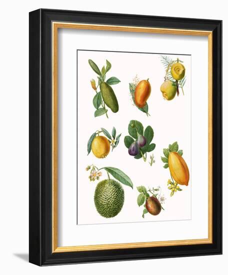 Fruit-English School-Framed Giclee Print