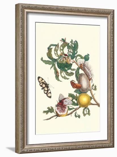 Fruiting Guava and Stinging Caterpillar-Maria Sibylla Merian-Framed Art Print