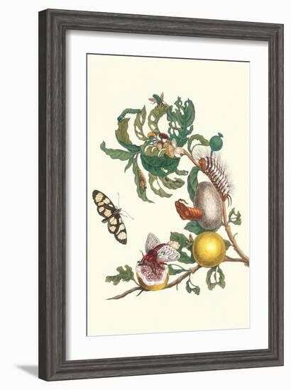 Fruiting Guava and Stinging Caterpillar-Maria Sibylla Merian-Framed Art Print