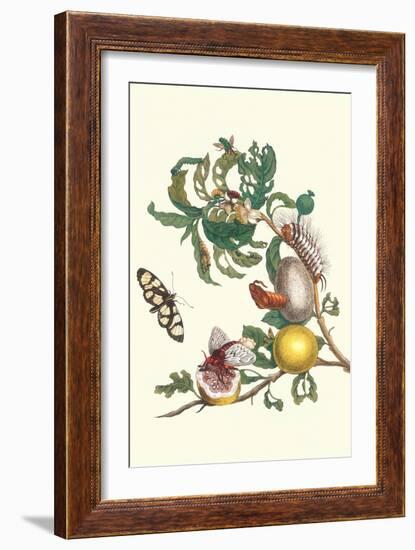 Fruiting Guava and Stinging Caterpillar-Maria Sibylla Merian-Framed Art Print