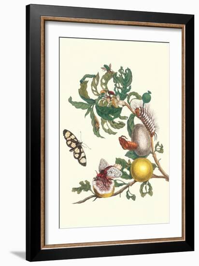 Fruiting Guava and Stinging Caterpillar-Maria Sibylla Merian-Framed Art Print