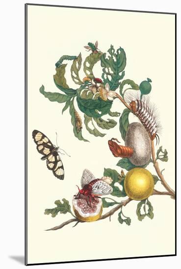 Fruiting Guava and Stinging Caterpillar-Maria Sibylla Merian-Mounted Art Print