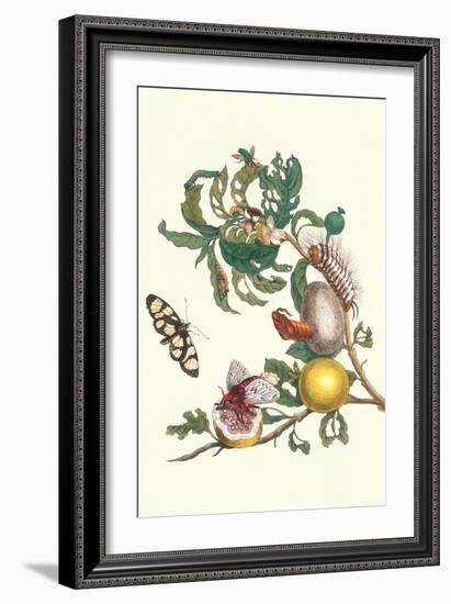 Fruiting Guava and Stinging Caterpillar-Maria Sibylla Merian-Framed Art Print