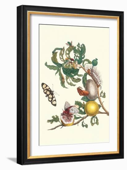 Fruiting Guava and Stinging Caterpillar-Maria Sibylla Merian-Framed Art Print