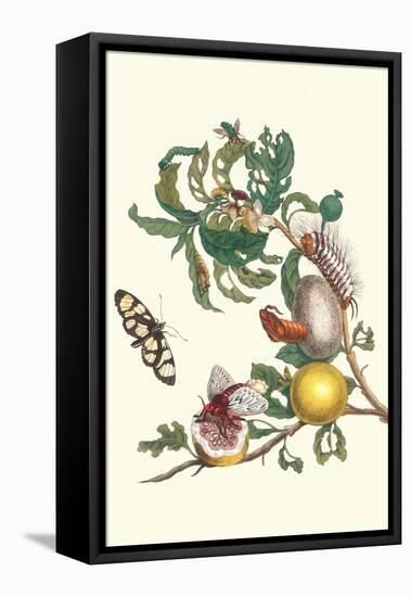 Fruiting Guava and Stinging Caterpillar-Maria Sibylla Merian-Framed Stretched Canvas